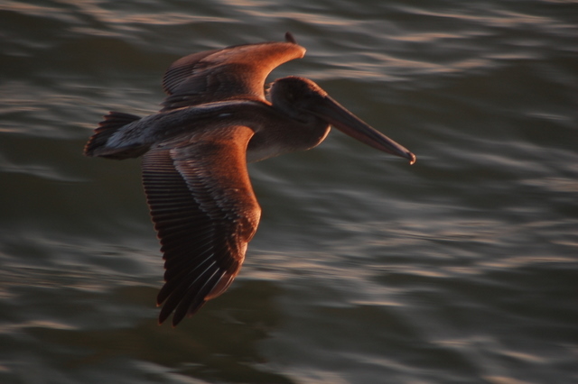 pelican flying over waves, sunlit
